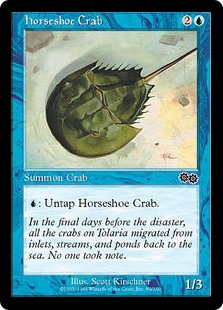 カブトガニ（Horseshoe Crab）