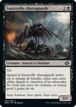 Sauterelle charognarde